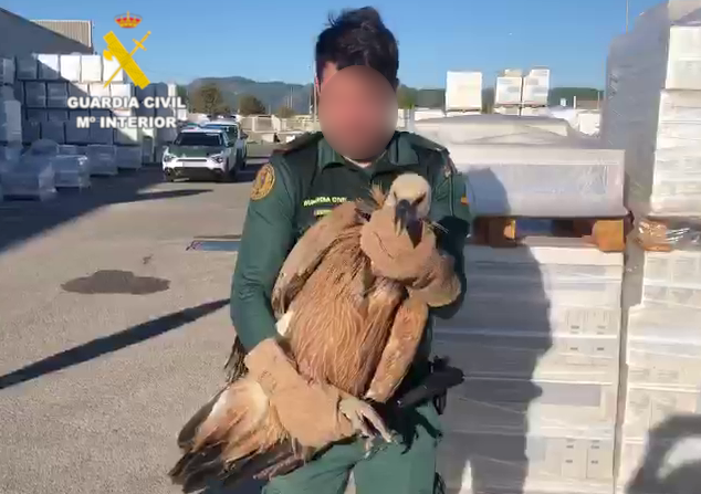 La Guardia Civil rescata un buitre leonado en una empresa de cerámica en Onda La Guardia Civil rescata un buitre leonado en una empresa de cerámica en Onda