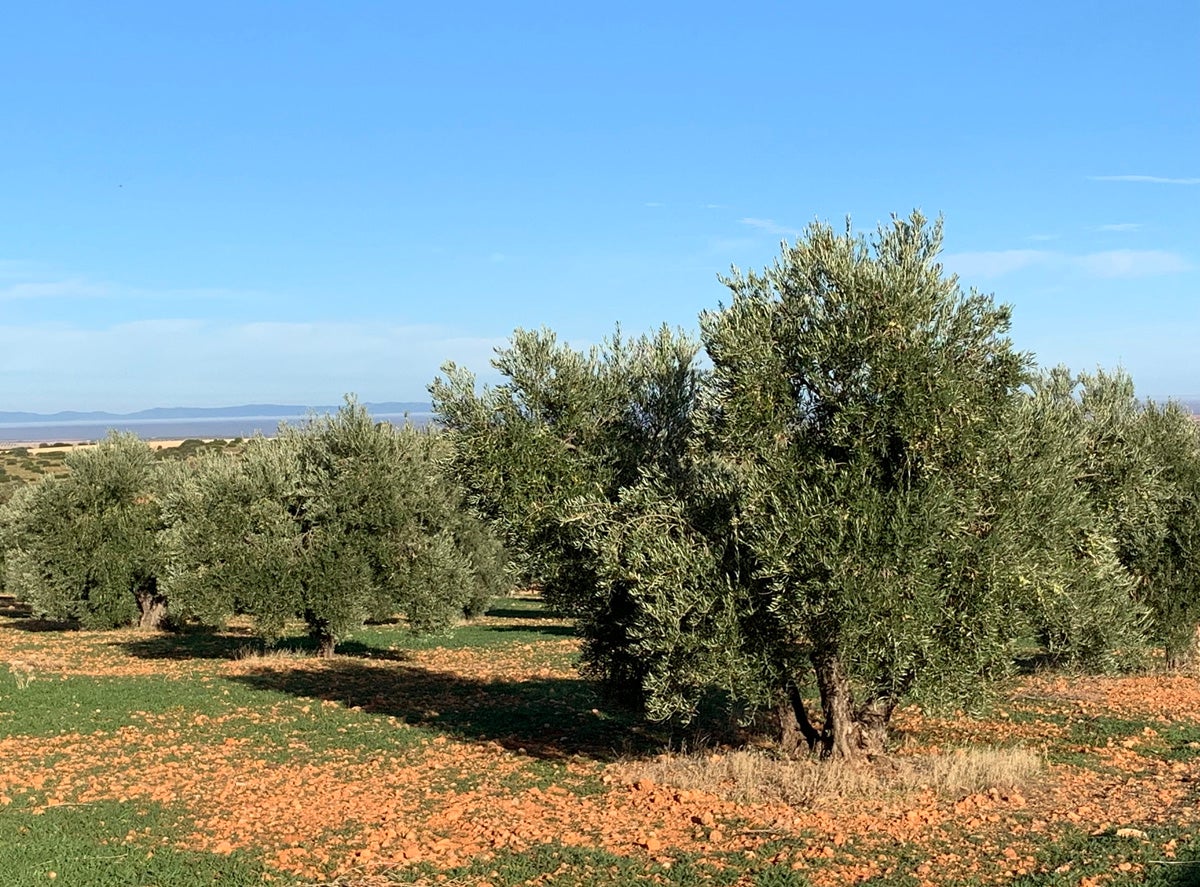 Campo de Montiel espera una alta producción de aceituna Campo de Montiel espera una alta producción de aceituna