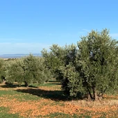 Olivar comarca Campo de Montiel Olivar comarca Campo de Montiel
