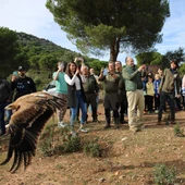 Suelta ejemplares águila imperial ibérica en Viso del Marqués Suelta ejemplares águila imperial ibérica en Viso del Marqués