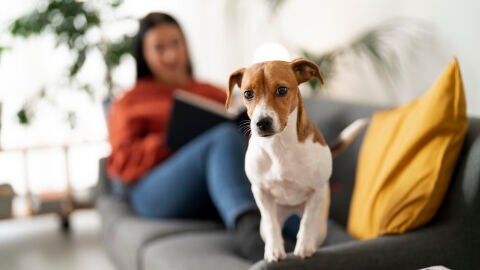 Mascota con su propietaria en casa