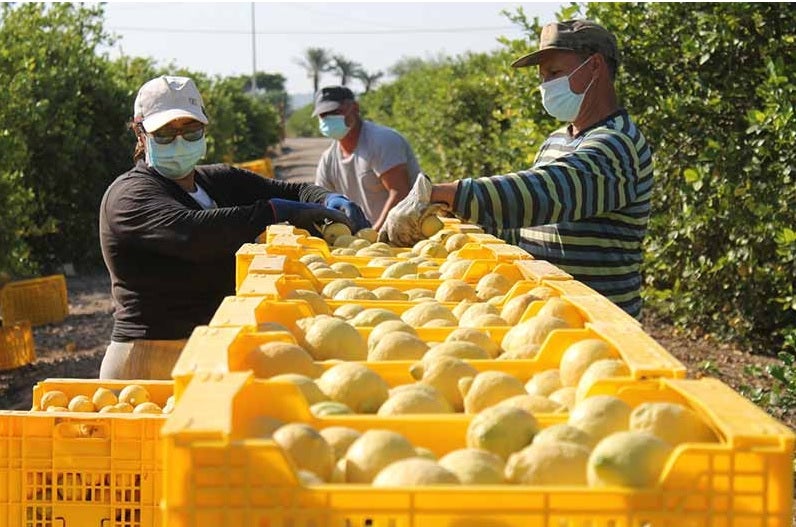 Los robos en el campo de la provincia de Alicante se reducen un 56 por ciento en siete años Los robos en el campo de la provincia de Alicante se reducen un 56 por ciento en siete años