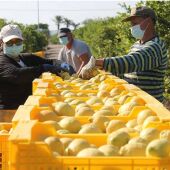 Trabajadores agrícolas recogiendo limones en la huerta de Alicante