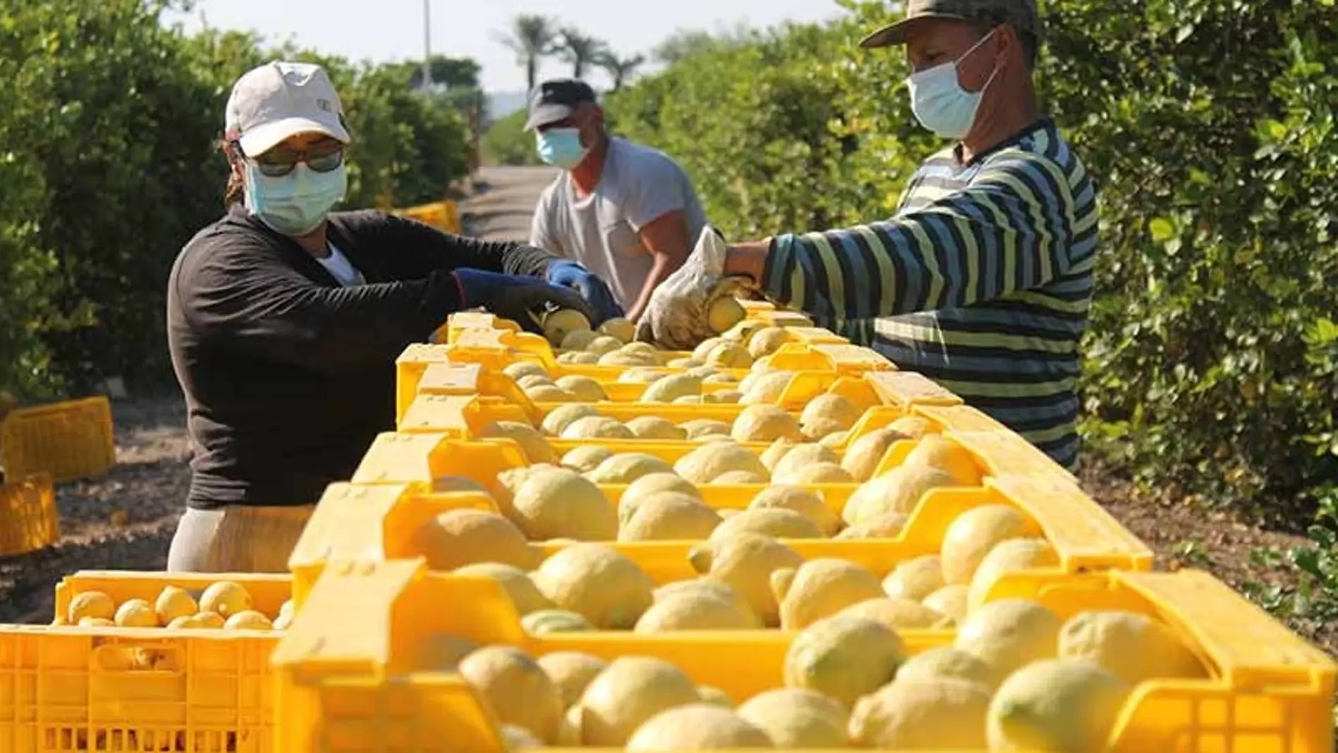 Trabajadores agrícolas recogiendo limones en la huerta de Alicante