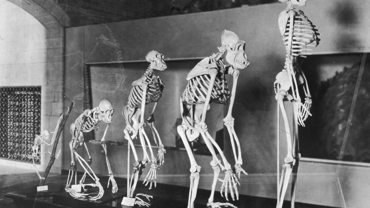 Primates Humanos ¿Qué diferencia a los seres humanos de los primates? Juan Ignacio Pérez ...