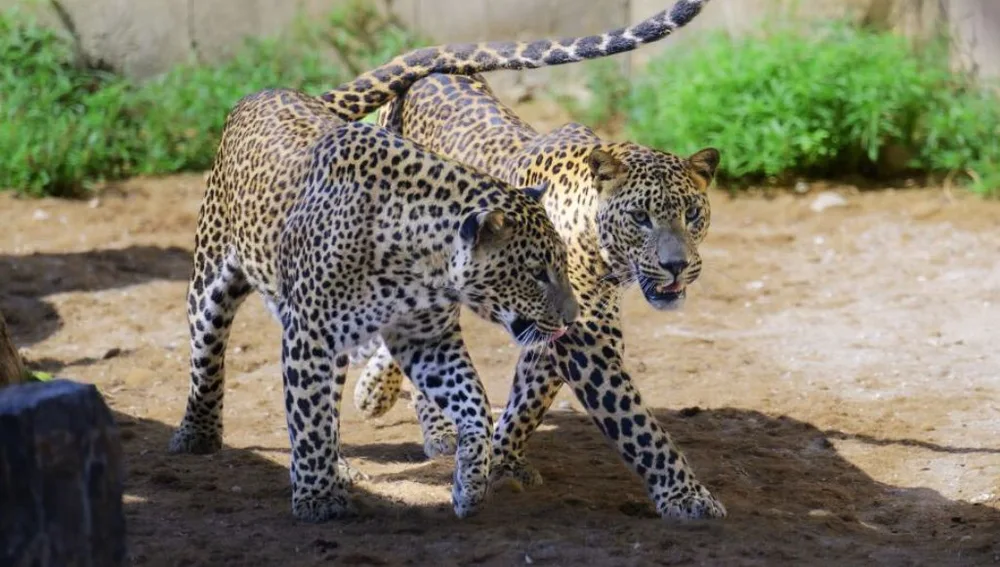 Dos jaguares de Sri Lanka, en Río Safari Elche
