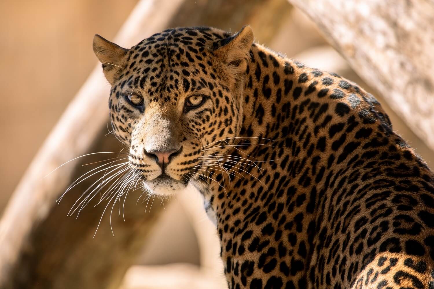 Fundación Río Safari coopera en las tareas de conservación in situ y ex situ del leopardo de Sri Lanka Fundación Río Safari coopera en las tareas de conservación in situ y ex situ del leopardo de Sri Lanka