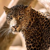La Fundación Río Safari coopera con la conservación in-situ de leopardos de Sri Lanka