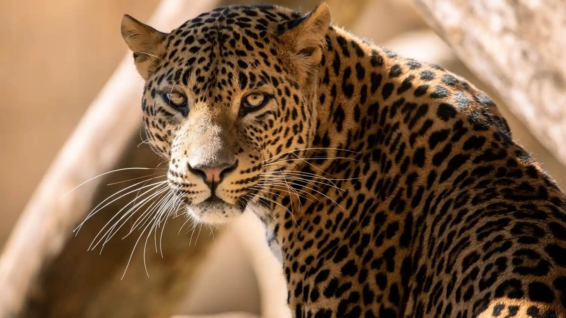 La Fundación Río Safari coopera con la conservación in-situ de leopardos de Sri Lanka