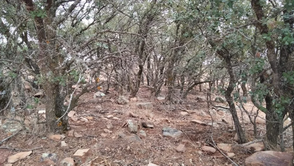 Ejemplares de encina ubicados en la finca Cerro de Periquito, Torrenueva (Ciudad Real)