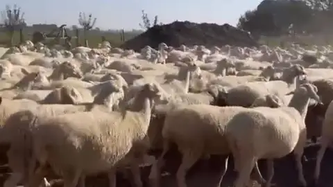 Ovejas manchegas Ovejas manchegas