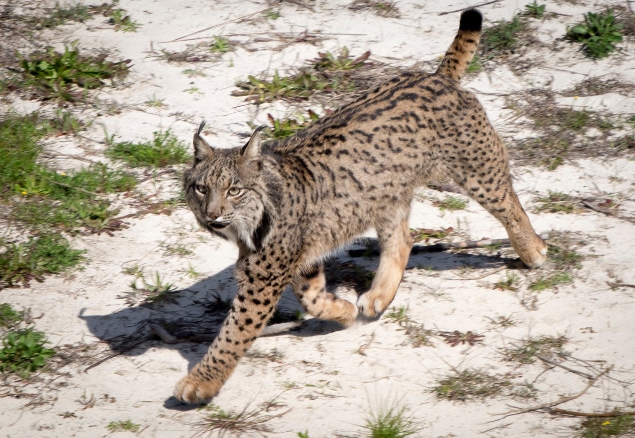 Liberan un lince en Cabañeros para que forme pareja con una hembra asentada en el parque Liberan un lince en Cabañeros para que forme pareja con una hembra asentada en el parque