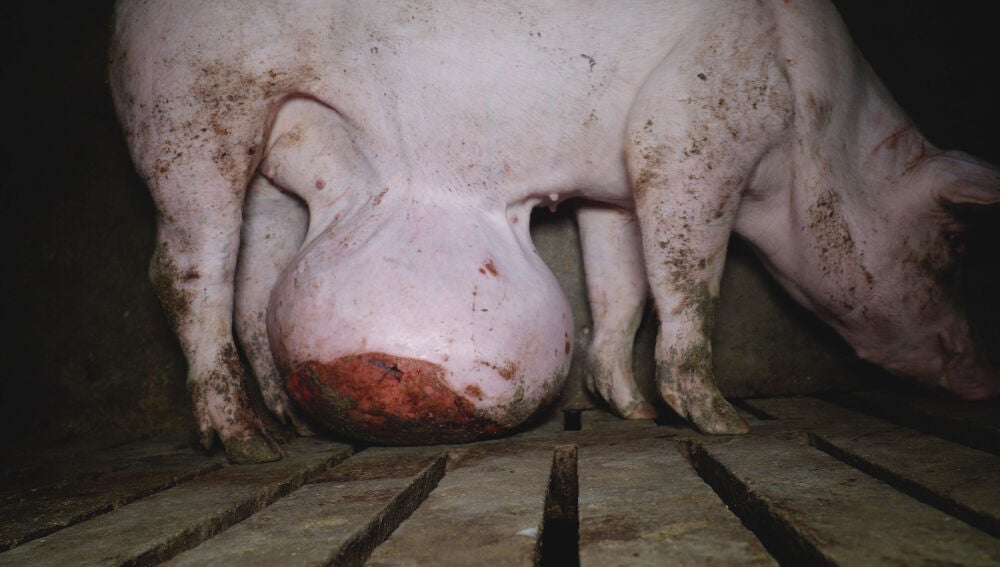 Hernias graves detectadas en la granja denunciada por el Observatorio de Bienestar Animal