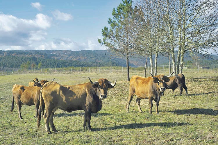 A Xunta porá en marcha os primeiros polígonos agroforestais dentro da lei de recuperación A Xunta porá en marcha os primeiros polígonos agroforestais dentro da lei de recuperación