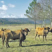 A Xunta porá en marcha os primeiros polígonos agroforestais dentro da lei de recuperación A Xunta porá en marcha os primeiros polígonos agroforestais dentro da lei de recuperación