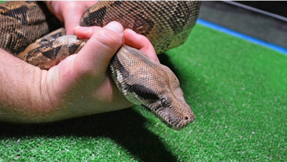 La boa constrictor que cayó a la calle de Alicante desde un balcón