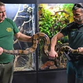 Una boa constrictor cae a la calle desde una terraza de Alicante y obliga a actuar al Seprona Una boa constrictor cae a la calle desde una terraza de Alicante y obliga a actuar al Seprona