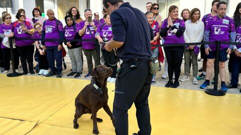 Exhibición de perros Guía por la V Semana de la Discapacidad en Ceuta