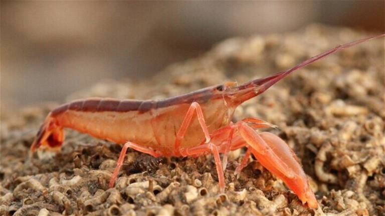 El camarón con la pinza más potente de todos los mares. El camarón con la pinza más potente de todos los mares.