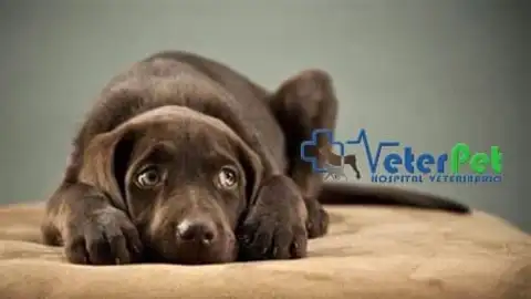 'Tu mascota en la Onda', responde a las consultas de los oyentes con Angel Osuna Estres canino