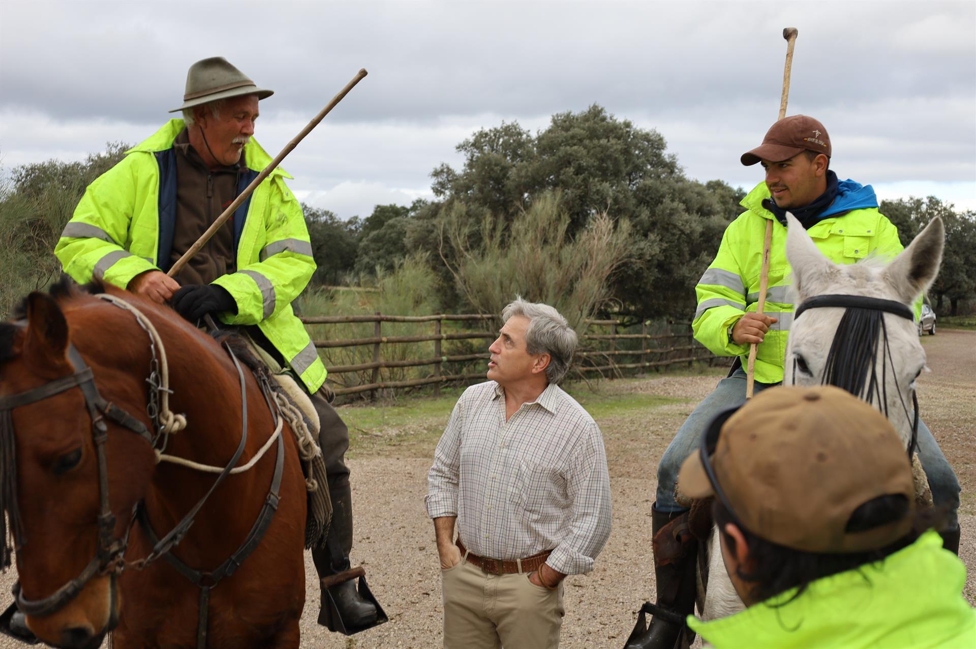 La Junta apoya las prácticas trashumantes y acompaña un rebaño de vacas avileñas negras a su paso por la provincia de Cáceres La Junta apoya las prácticas trashumantes y acompaña un rebaño de vacas avileñas negras a su paso por la provincia de Cáceres