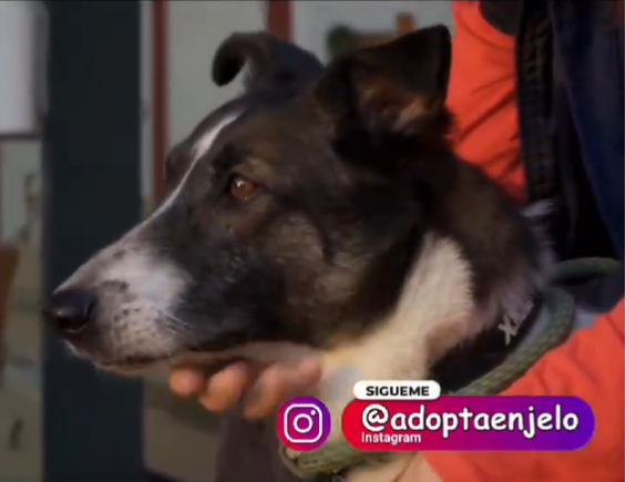 Adopta en JELO: Midway busca una nueva familia Adopta en JELO: Midway busca una nueva familia