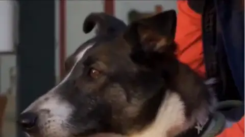 Midway el perro Midway el perro