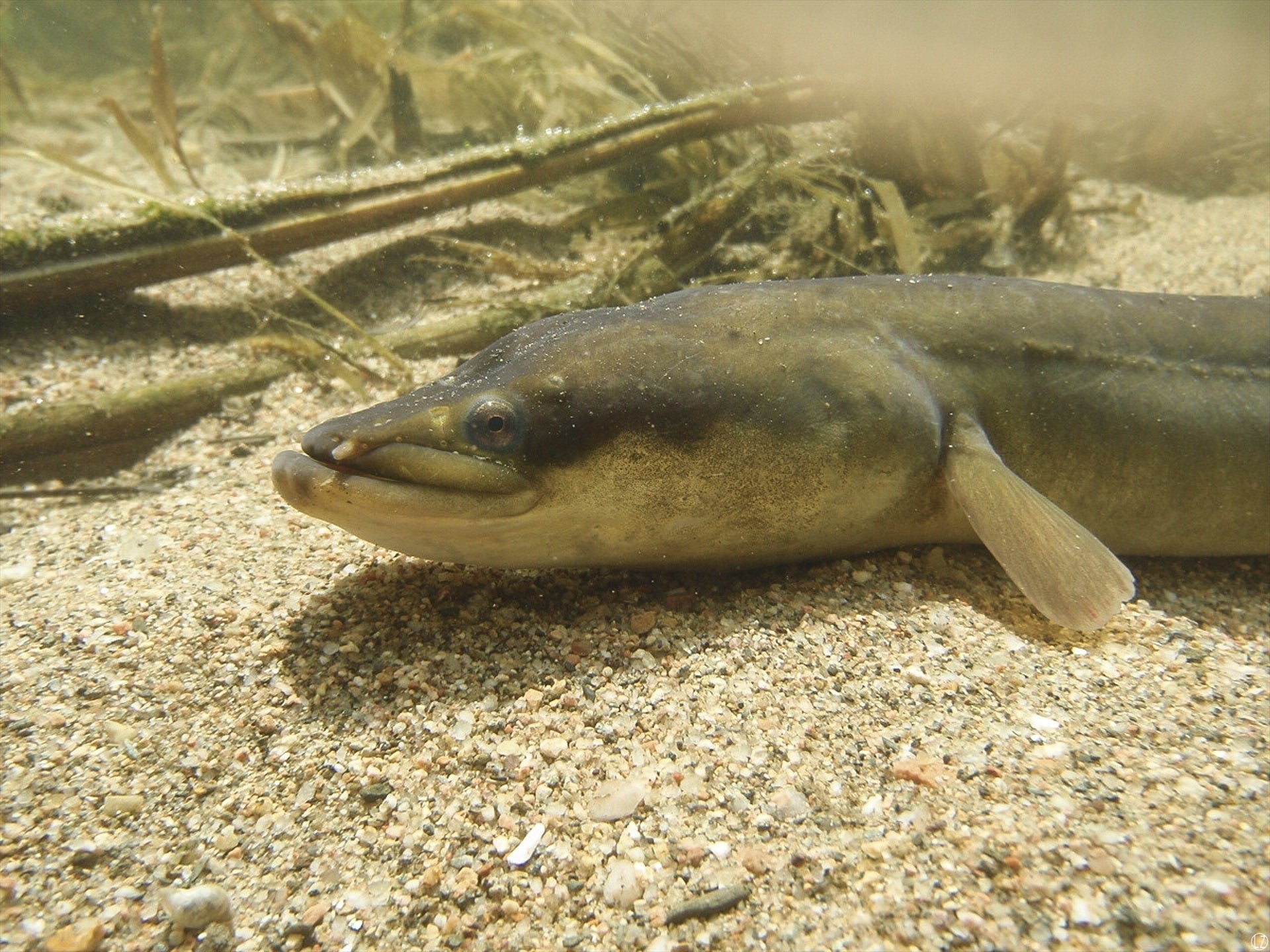 Los expertos alertan de la posible desaparición de las anguilas, incluso de las mesas de sushi Los expertos alertan de la posible desaparición de las anguilas, incluso de las mesas de sushi