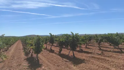 Riego por goteo viñas en espaldera DO Valdepeñas Riego por goteo viñas en espaldera DO Valdepeñas