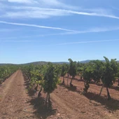 Riego por goteo viñas en espaldera DO Valdepeñas Riego por goteo viñas en espaldera DO Valdepeñas