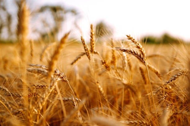 La producción de cereales y forrajes en Mallorca baja un 60%, con pérdidas de 12,5 millones, según estimaciones de Asaja La producción de cereales y forrajes en Mallorca baja un 60%, con pérdidas de 12,5 millones, según estimaciones de Asaja