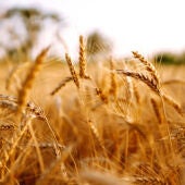 El trigo y la cebada son los cereales más rentables