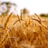 La campaña del cereal de invierno será mejor este año en Aragón La campaña del cereal de invierno será mejor este año en Aragón