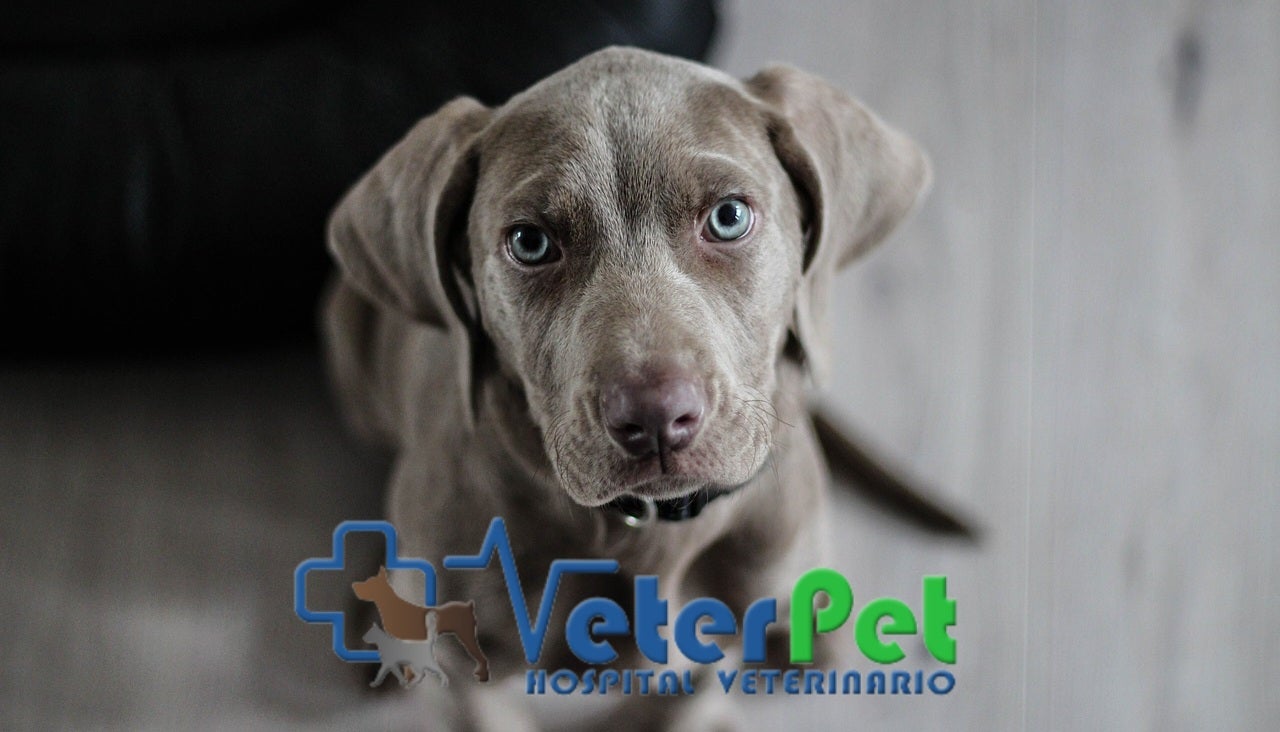 En 'Tu mascota en la Onda' hablamos de la clasificación de perros por sus rasgos físicos y utilidad En 'Tu mascota en la Onda' hablamos de la clasificación de perros por sus rasgos físicos y utilidad