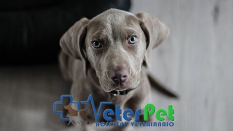 Adiestramiento canino