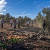 La DOP Montes de Toledo culmina con éxito el 2023 La DOP Montes de Toledo culmina con éxito el 2023