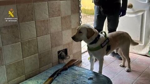 Descubren 2.600 plantas de marihuana en Ont&iacute;gola y Escalona