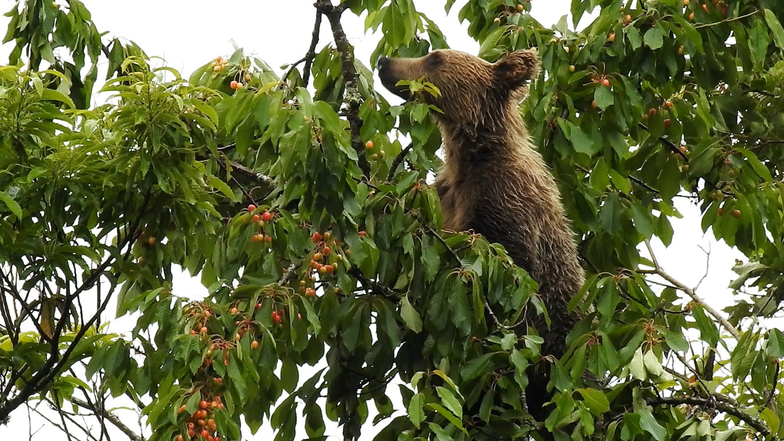 El cambio climático propiciará más cerezos silvestres que alimentarán a los osos pardos El cambio climático propiciará más cerezos silvestres que alimentarán a los osos pardos
