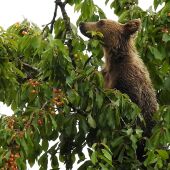 El cambio climático propiciará más cerezos silvestres que alimentarán a los osos pardos