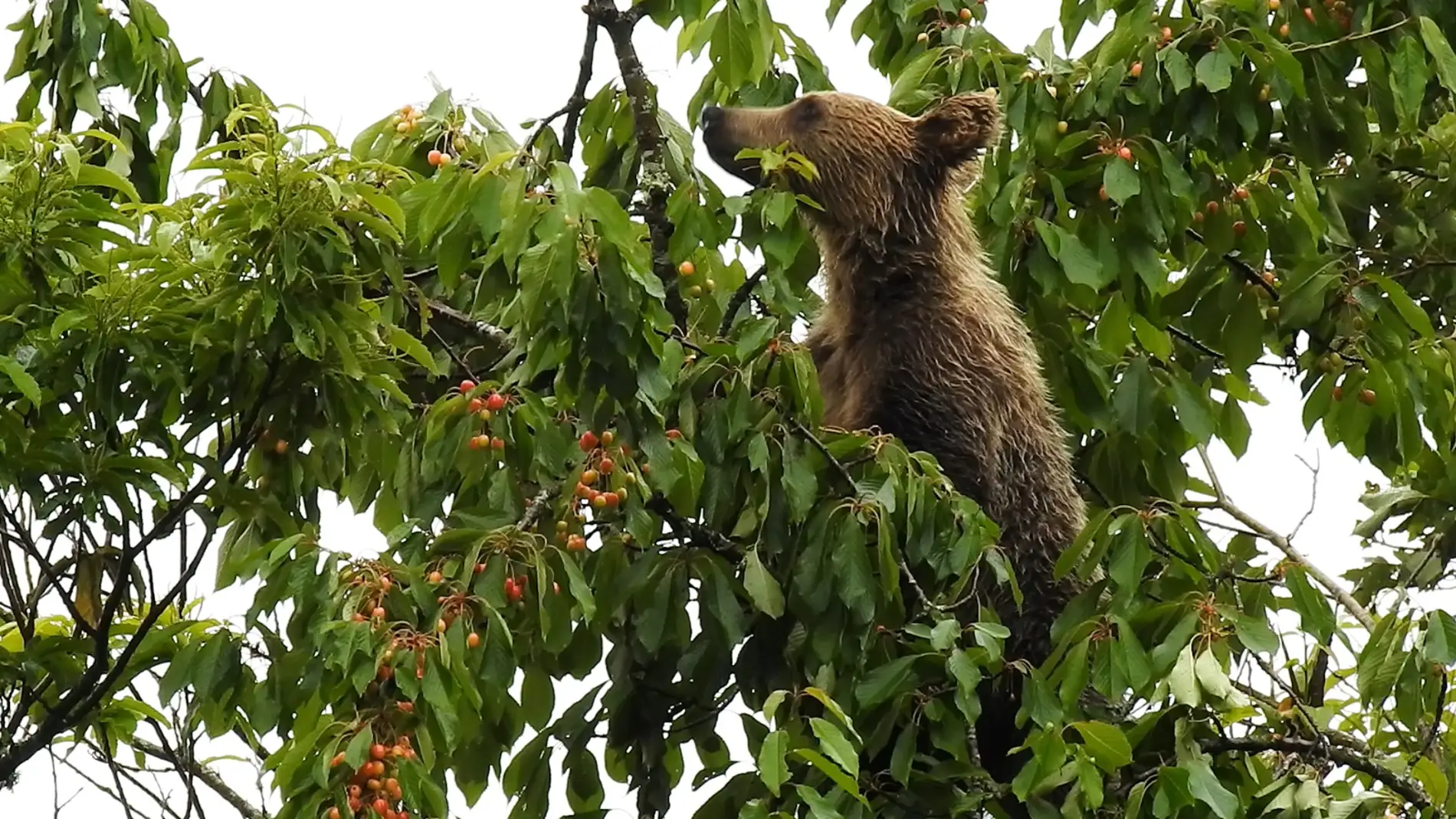 El cambio climático propiciará más cerezos silvestres que alimentarán a los osos pardos