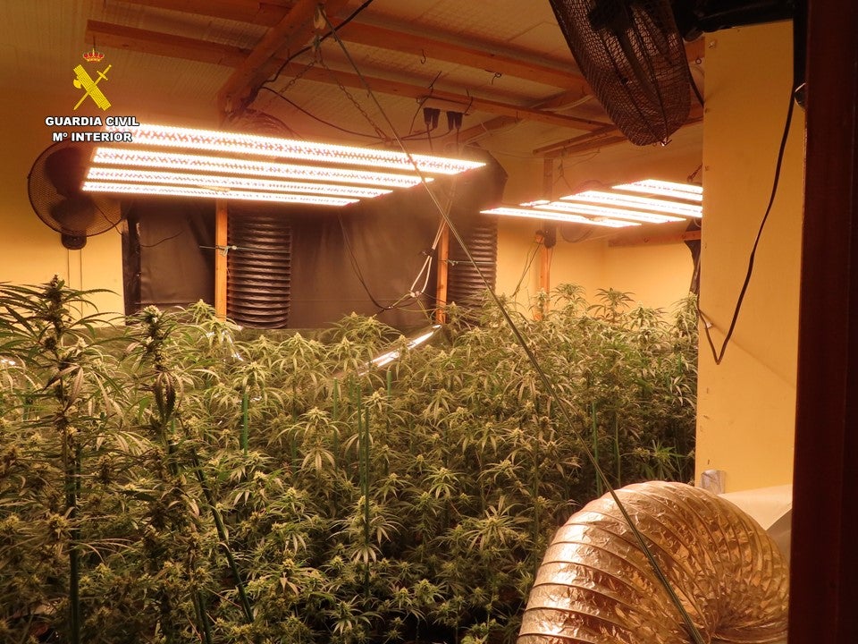 La Guardia Civil de Alicante desmantela una plantación de marihuana en El Campello La Guardia Civil de Alicante desmantela una plantación de marihuana en El Campello