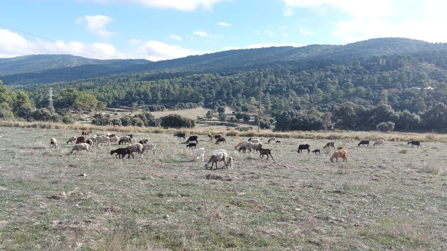 Trashumancia