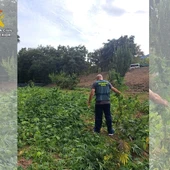 Plantación de marihuana localizada en Fuencaliente Plantación de marihuana localizada en Fuencaliente