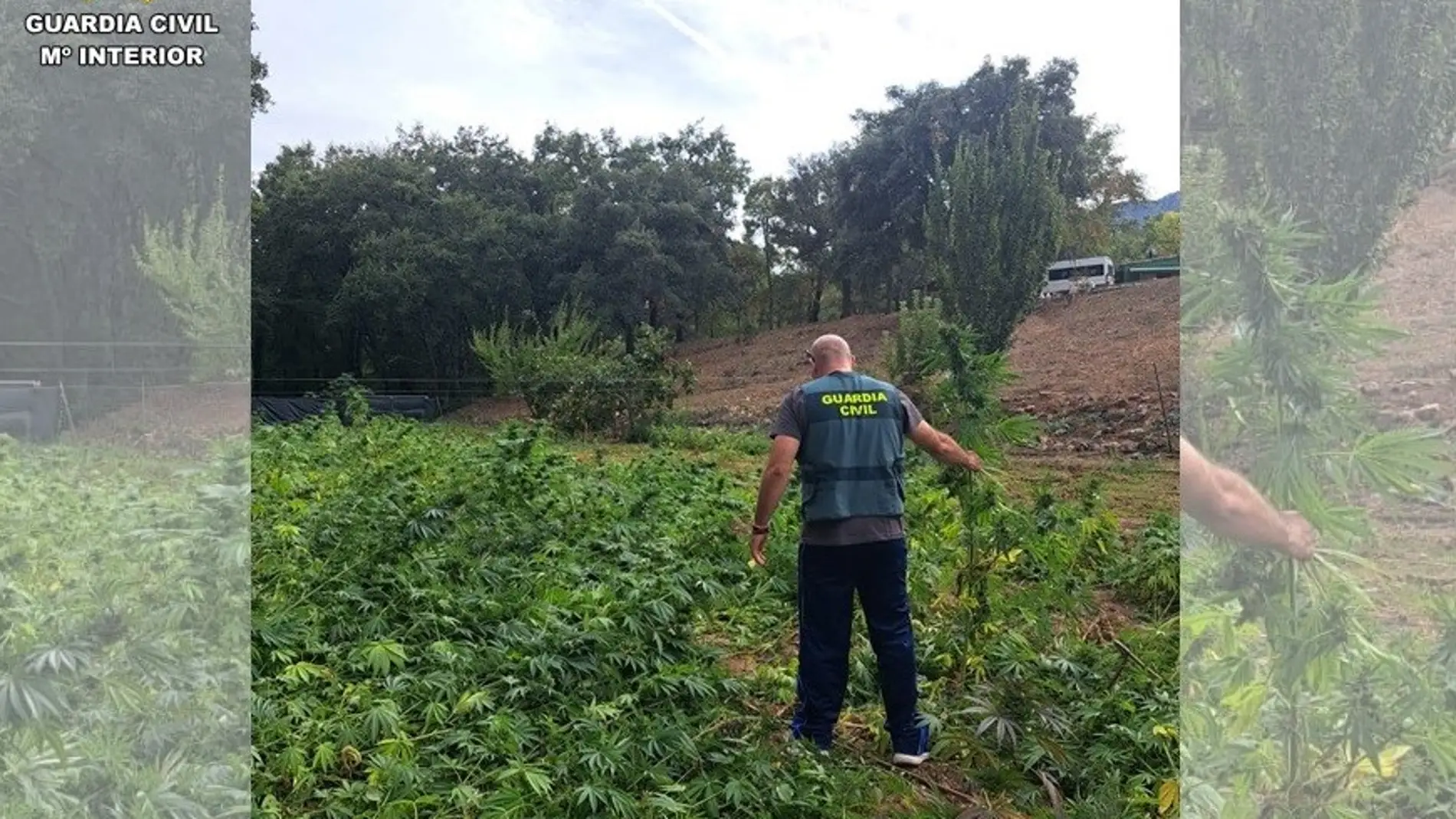 Plantación de marihuana localizada en Fuencaliente