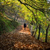 Camino lleno de hojas de castaños en el Valle del Genal en Jubrique (Málaga)