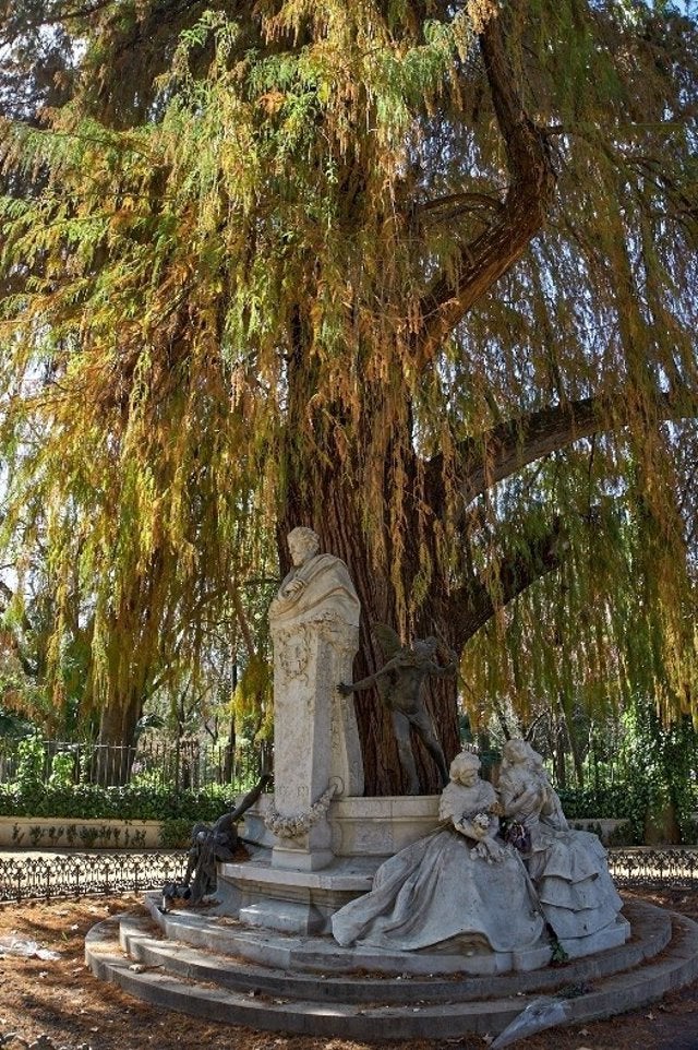 Últimos días para votar al ciprés del parque de María Luisa, cómo árbol más bonito de España Últimos días para votar al ciprés del parque de María Luisa, cómo árbol más bonito de España