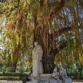 El ciprés de los pantanos del parque de María Luisa opta a ser el árbol más bonito de España en el concurso promovido por Bosques sin Fronteras