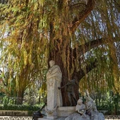 El ciprés de los pantanos del parque de María Luisa opta a ser el árbol más bonito de España en el concurso promovido por Bosques sin Fronteras El ciprés de los pantanos del parque de María Luisa opta a ser el árbol más bonito de España en el concurso promovido por Bosques sin Fronteras