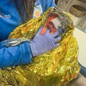 Hallan un bebé vivo aún con el cordón umbilical en un contenedor de Los Palacios, en Sevilla Hallan un bebé vivo aún con el cordón umbilical en un contenedor de Los Palacios, en Sevilla