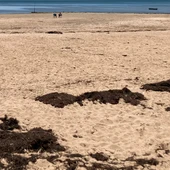 Una acumulación de algas en las costas gaditanas Una acumulación de algas en las costas gaditanas